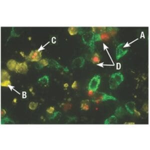 GFP-CERTIFIED® Кит за откриване на Апоптоза/Некроза, 100 анализа